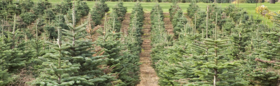 christmas tree farms near me open